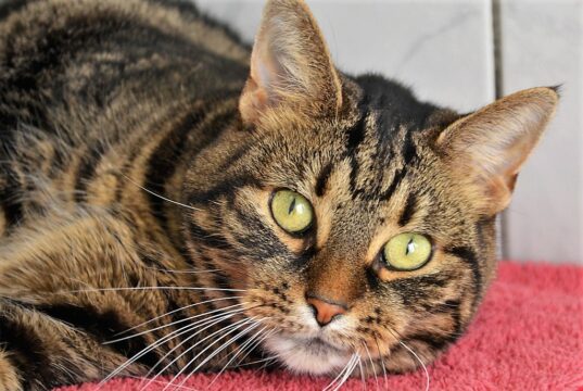 Die kluge Mila mit dem seidenweichen Fell ist als Fundkatze Mitte September im Tierheim Solingen abgegeben worden. Sie ist sehr menschenbezogen und liebt Streicheleinheiten. (Foto: © Martina Hörle)