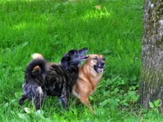 Mina und Balou leben seit neun Jahren zusammen. Sie sind erst vor wenigen Tagen wegen eines Todesfalles im Tierheim Solingen abgegeben worden. (Foto: © Martina Hörle)