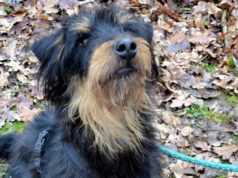 Mori, der junge Jagdterrier-Mix, ist ein wahres Energiebündel und sehr intelligent. Seit Dezember wartet er im Tierheim Solingen auf ein neues Zuhause. (Foto: © Martina Hörle)