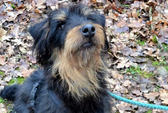 Mori, der junge Jagdterrier-Mix, ist ein wahres Energiebündel und sehr intelligent. Seit Dezember wartet er im Tierheim Solingen auf ein neues Zuhause. (Foto: © Martina Hörle)