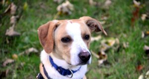 Otto, der lustige Dackel-Beagle-Mix, sucht ein neues Zuhause bei hundeerfahrenen Menschen. (Foto: © Martina Hörle)