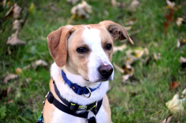 Otto, der lustige Dackel-Beagle-Mix, sucht ein neues Zuhause bei hundeerfahrenen Menschen. (Foto: © Martina Hörle)