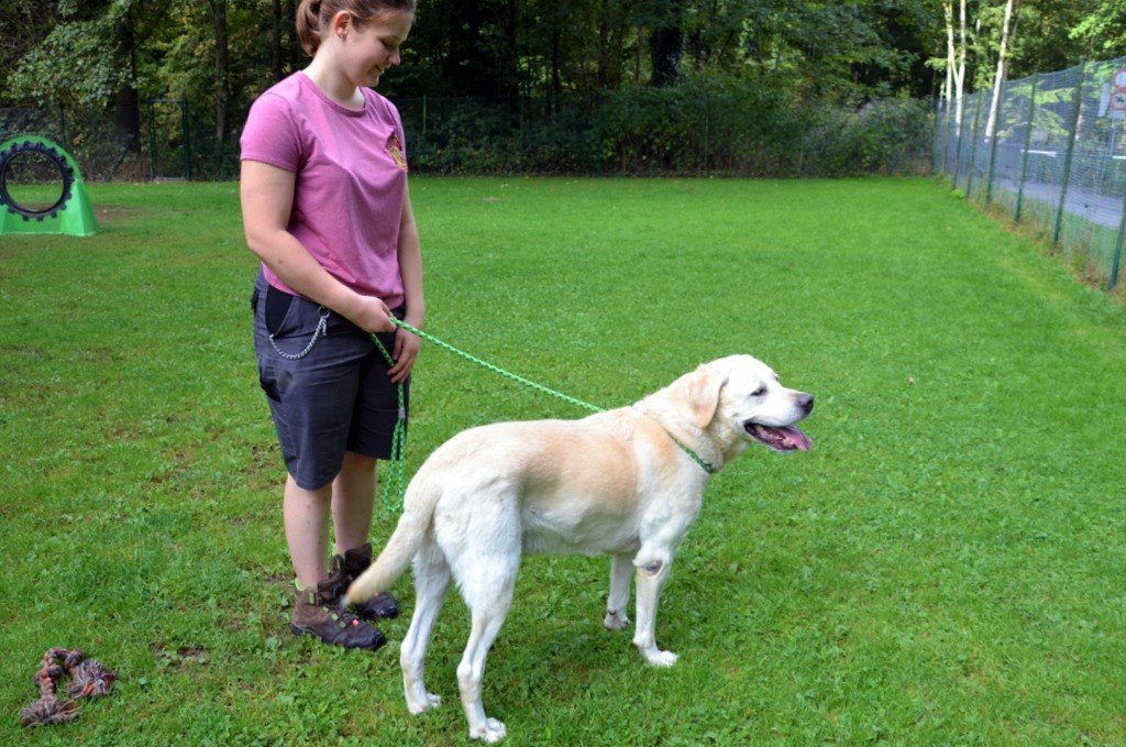 Pascha, der Labrador mit dem hellen Fell, ist erst seit ein paar Tagen im Tierheim. Er sucht ein neues Zuhause, in dem er als Einzeltier leben darf. (Foto: © Martina Hörle)