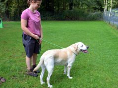 Pascha, der Labrador mit dem hellen Fell, ist erst seit ein paar Tagen im Tierheim. Er sucht ein neues Zuhause, in dem er als Einzeltier leben darf. (Foto: © Martina Hörle)