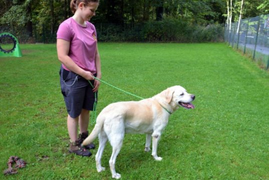 Pascha, der Labrador mit dem hellen Fell, ist erst seit ein paar Tagen im Tierheim. Er sucht ein neues Zuhause, in dem er als Einzeltier leben darf. (Foto: © Martina Hörle)