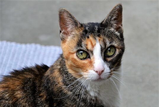 Paulinchen, die dreifarbige Glückskatze, lebt seit Mai mit ihrer Schwester im Tierheim Solingen. Die beiden sind auf der Suche nach einem neuen Zuhause. Paulinchen ist schon sehr zutraulich und liebt Streicheleinheiten. (Foto: © Martina Hörle)