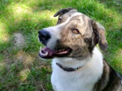 Der zweijährige Picasso ist ein temperamentvoller und bildschöner Hund, der auf der Suche nach einem neuen Zuhause ist. (Foto: © Martina Hörle)