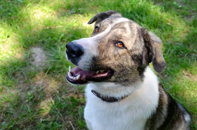 Der zweijährige Picasso ist ein temperamentvoller und bildschöner Hund, der auf der Suche nach einem neuen Zuhause ist. (Foto: © Martina Hörle)