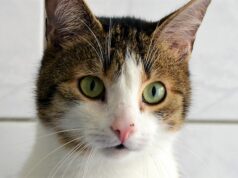 Pino ist ein stattlicher fünfjähriger Kater mit großen grünen Augen und einem prachtvollen Schnurrbart. Mit gepackten Koffern wartet er im Tierheim Solingen auf seine neuen Dosenöffner, bei denen er als Einzelkater leben darf. (Foto: © Martina Hörle)