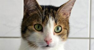 Pino ist ein stattlicher fünfjähriger Kater mit großen grünen Augen und einem prachtvollen Schnurrbart. Mit gepackten Koffern wartet er im Tierheim Solingen auf seine neuen Dosenöffner, bei denen er als Einzelkater leben darf. (Foto: © Martina Hörle)