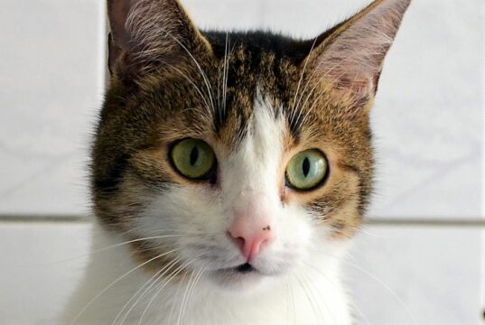 Pino ist ein stattlicher fünfjähriger Kater mit großen grünen Augen und einem prachtvollen Schnurrbart. Mit gepackten Koffern wartet er im Tierheim Solingen auf seine neuen Dosenöffner, bei denen er als Einzelkater leben darf. (Foto: © Martina Hörle)