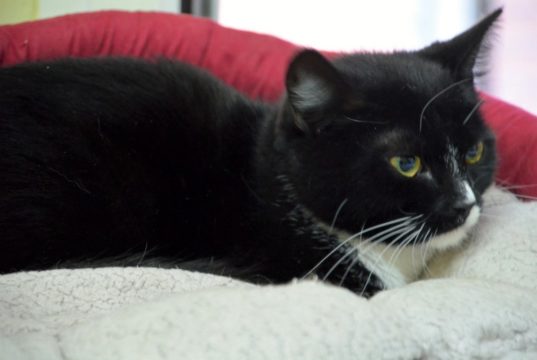 Kater Rosario ist ein bildschöner schwarz-weißer Kater mit einem prachtvollen Schnurrbart. Er wurde als Kitten gefunden und ins Tierheim gebracht. Noch braucht er etwas Zeit, um Vertrauen aufzubauen. (Foto: © Martina Hörle)