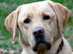 Sam, der Labrador-Mix, ist ein ganz cleverer Junge, der im Tierheim auf ein neues Zuhause wartet. (Foto: © Martina Hörle)