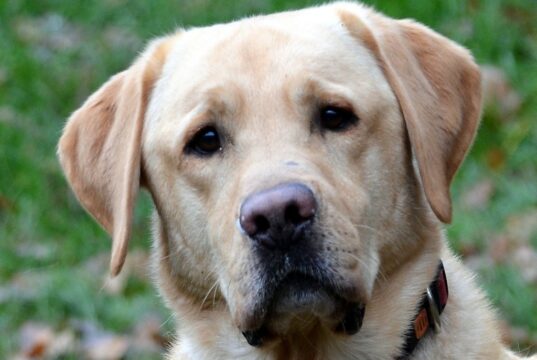 Sam, der Labrador-Mix, ist ein ganz cleverer Junge, der im Tierheim auf ein neues Zuhause wartet. (Foto: © Martina Hörle)