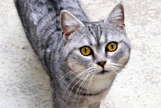 Simba, der junge Silver Tabby, ist seit Anfang des Jahres im Tierheim Solingen. Hier wartet er auf ein neues Zuhause mit liebevollen Dosenöffnern, die konsequent mit seinem gesundheitlichen Handicap umgehen können. (Foto: © Martina Hörle)