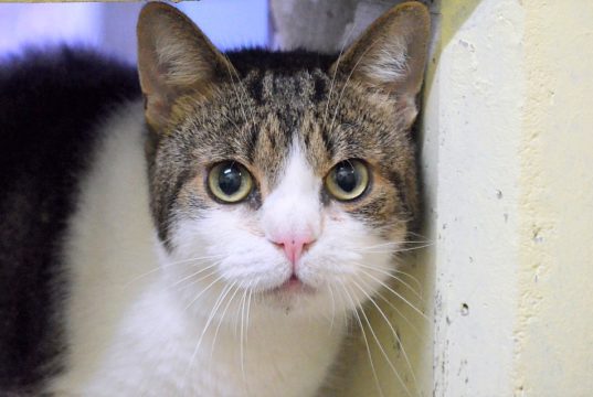 Kater Willy ist überaus sozial und sucht die Nähe von Katzen und Menschen. Jetzt wünscht er sich ein neues Heim, wo er kuscheln kann und viele Streicheleinheiten bekommt. (Foto: © Martina Hörle)