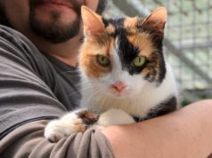 Katzendame Ziggy Stardust ist überaus menschenbezogen und sucht die Nähe ihrer Dosenöffner. Jetzt wünscht sie sich ein neues Heim, in dem sie ohne andere Tiere leben darf und viele Streicheleinheiten bekommt. (Foto: © Martina Hörle)