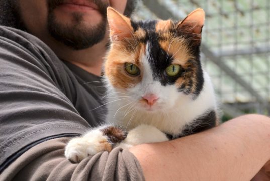 Katzendame Ziggy Stardust ist überaus menschenbezogen und sucht die Nähe ihrer Dosenöffner. Jetzt wünscht sie sich ein neues Heim, in dem sie ohne andere Tiere leben darf und viele Streicheleinheiten bekommt. (Foto: © Martina Hörle)