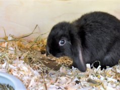 Das kleine Widderkaninchen wartet zusammen mit seinen Geschwistern auf ein neues Zuhause. (Foto: © Martina Hörle)