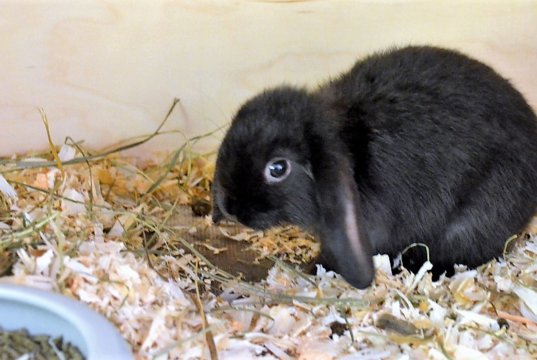 Das kleine Widderkaninchen wartet zusammen mit seinen Geschwistern auf ein neues Zuhause. (Foto: © Martina Hörle)