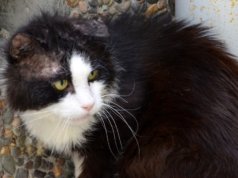 Die Tierpfleger haben ihn auf den Namen „Öhrchen“ getauft. Der Kater kam als Fundtier ins Tierheim. Dort wurde der extreme Ohrmilbenbefall erfolgreich behandelt. Das arme Tier hatte eines seiner Ohren so stark zerkratzt, dass es einen leichten Schaden zurückbehält. (Foto: © Martina Hörle)