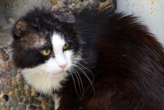 Die Tierpfleger haben ihn auf den Namen „Öhrchen“ getauft. Der Kater kam als Fundtier ins Tierheim. Dort wurde der extreme Ohrmilbenbefall erfolgreich behandelt. Das arme Tier hatte eines seiner Ohren so stark zerkratzt, dass es einen leichten Schaden zurückbehält. (Foto: © Martina Hörle)