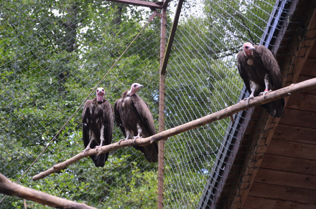 Eine besondere Herausforderung stellt das Abdecken der sieben Meter hohen Geieranlage dar (Archivfoto: © Martina Hörle)