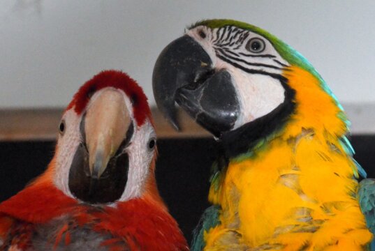 Das Ara-Pärchen Michael und Dora lebt im Solinger Vogel- und Tierpark in trauter Zweisamkeit. (Foto: © Martina Hörle)