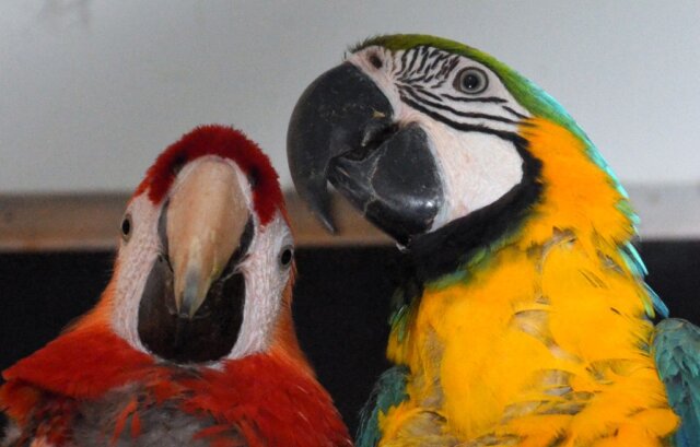 Das Ara-Pärchen Michael und Dora lebt im Solinger Vogel- und Tierpark in trauter Zweisamkeit. (Foto: © Martina Hörle)