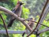 Das Eichelhäher-Paar Elvis und Elvira lebt seit vielen Jahren in trauter Harmonie im Solinger Vogel- und Tierpark. (Foto: © Martina Hörle)