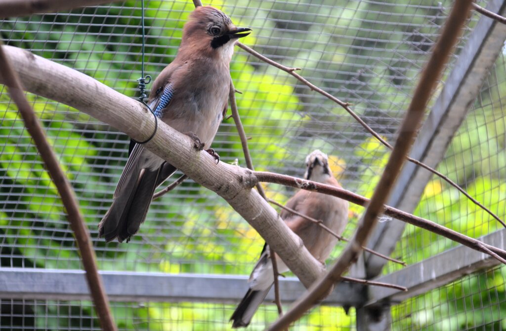 Das Eichelhäher-Paar Elvis und Elvira lebt seit vielen Jahren in trauter Harmonie im Solinger Vogel- und Tierpark. (Foto: © Martina Hörle)