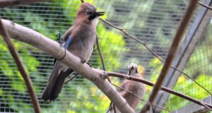 Das Eichelhäher-Paar Elvis und Elvira lebt seit vielen Jahren in trauter Harmonie im Solinger Vogel- und Tierpark. (Foto: © Martina Hörle)