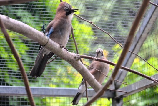 Das Eichelhäher-Paar Elvis und Elvira lebt seit vielen Jahren in trauter Harmonie im Solinger Vogel- und Tierpark. (Foto: © Martina Hörle)