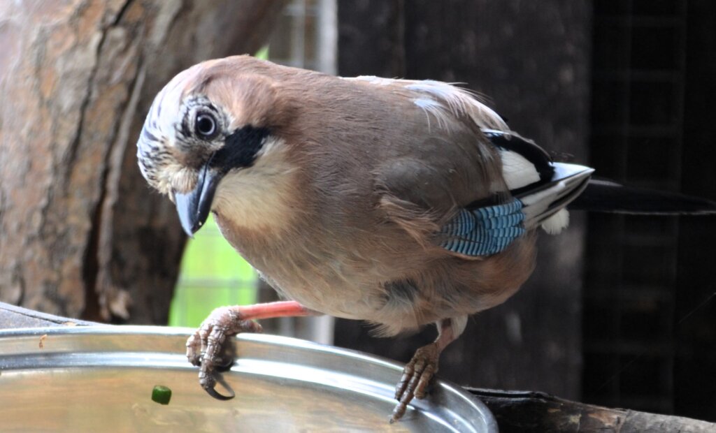 Wenn Elvis aufgeregt ist, stellt er seine Scheitelfedern aufrecht. Es sieht aus wie die Tolle des King of Rock’n Roll. Daher erhielt der Vogel den Namen Elvis. (Foto: © Martina Hörle)