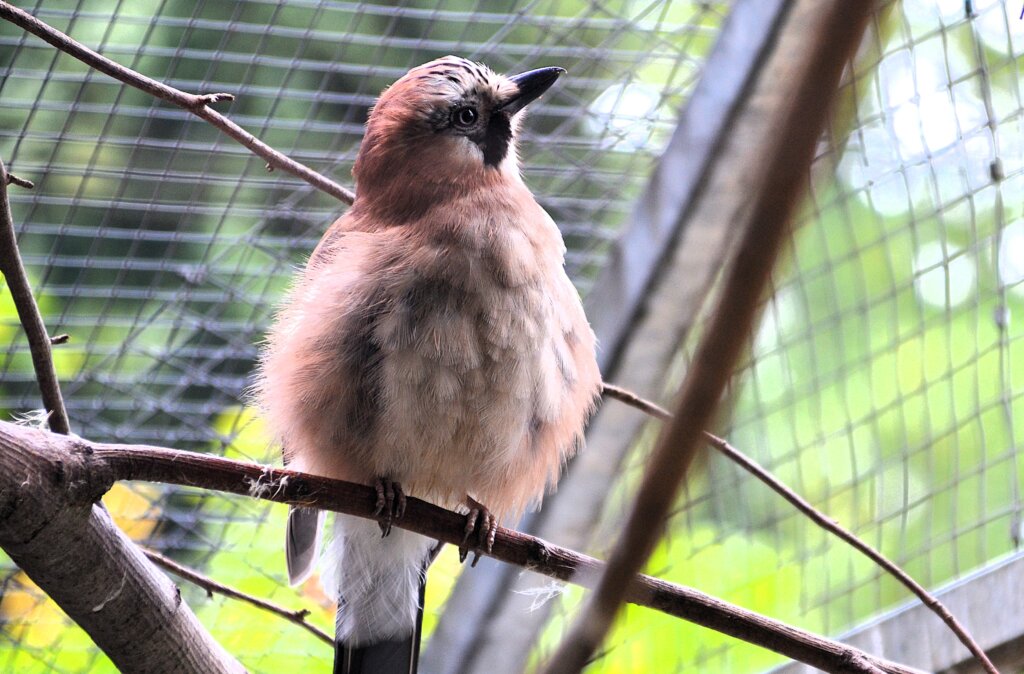 Elvira schaut sich das Geschehen lieber aus sicherer Entfernung an. (Foto: © Martina Hörle)