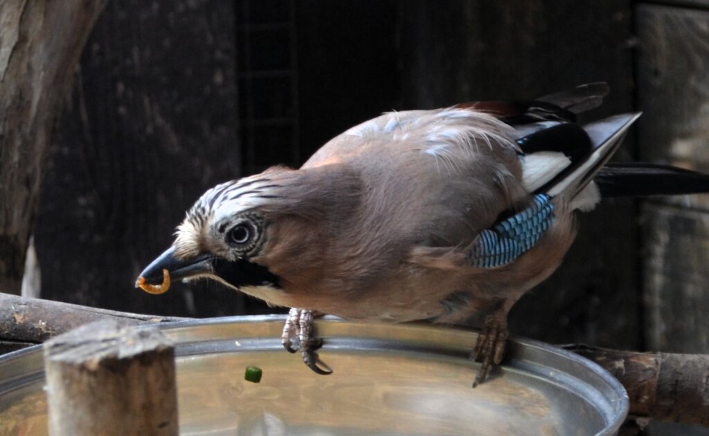 Eichelhäher haben einen vielfältigen Speiseplan. Mehlwürmer gehören zu den beliebtesten Köstlichkeiten. (Foto: © Martina Hörle)