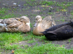 Die fünf Laufenten leben mit zwei Warzenenten in trauter Gemeinschaft auf der Anlage. Das Federkleid der Laufenten zeigt sich in einer beeindruckenden farbigen Bandbreite. (Foto: © Martina Hörle)