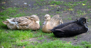 Die fünf Laufenten leben mit zwei Warzenenten in trauter Gemeinschaft auf der Anlage. Das Federkleid der Laufenten zeigt sich in einer beeindruckenden farbigen Bandbreite. (Foto: © Martina Hörle)