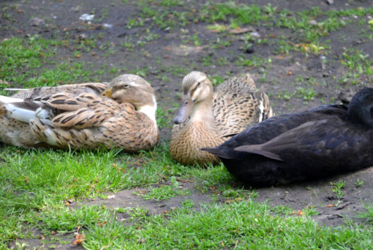 Die fünf Laufenten leben mit zwei Warzenenten in trauter Gemeinschaft auf der Anlage. Das Federkleid der Laufenten zeigt sich in einer beeindruckenden farbigen Bandbreite. (Foto: © Martina Hörle)