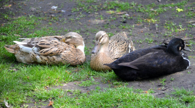 Vogelpark-Entenvielfalt - 1 Die fünf Laufenten leben mit zwei Warzenenten in trauter Gemeinschaft auf der Anlage. Das Federkleid der Laufenten zeigt sich in einer beeindruckenden farbigen Bandbreite. (Foto: © Martina Hörle)