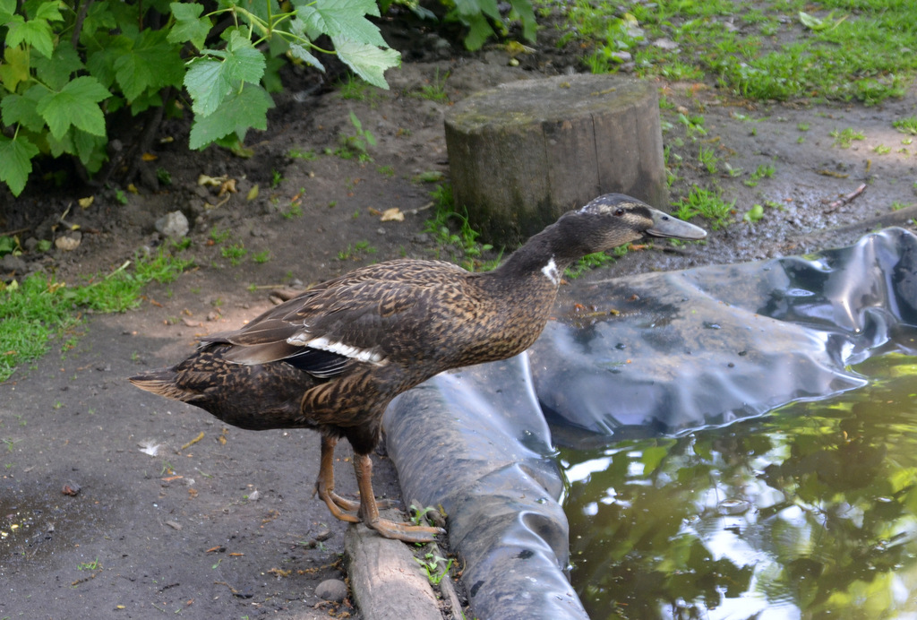 Laufenten zeichnen sich durch ihre langen Beine und den eleganten, langgezogenen Körperbau aus. (Foto: © Martina Hörle)