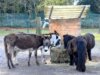 Die drei Barockesel leben in harmonischer Gemeinschaft mit den drei Shetland-Ponys im Vogelpark. (Foto: © Martina Hörle)