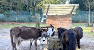 Die drei Barockesel leben in harmonischer Gemeinschaft mit den drei Shetland-Ponys im Vogelpark. (Foto: © Martina Hörle)