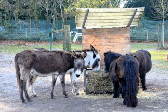 Die drei Barockesel leben in harmonischer Gemeinschaft mit den drei Shetland-Ponys im Vogelpark. (Foto: © Martina Hörle)