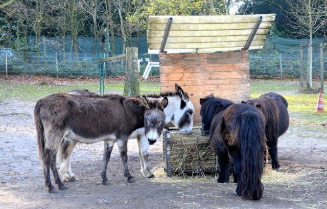 Die drei Barockesel leben in harmonischer Gemeinschaft mit den drei Shetland-Ponys im Vogelpark. (Foto: © Martina Hörle)