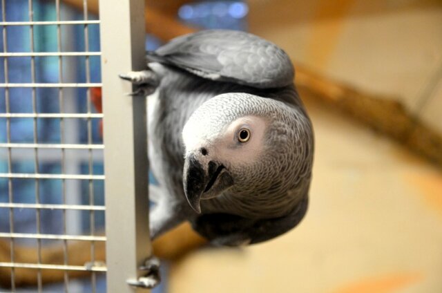 Die fünf Graupapageien sind zur Freude der Vogelpark-Besucher überaus kommunikativ. Iwan ist einer von ihnen. Er lebt seit etwa einem Jahr in der Gruppe und hat schon viel von Igor gelernt. (Foto: © Martina Hörle)