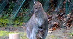 Vor ein paar Monaten trug känguru-Dame Kerstin ihr Jungtier noch im Beutel. Mittlerweile musste der Kleine das Hotel Mama verlassen. (Archivfoto. © Martina Hörle)