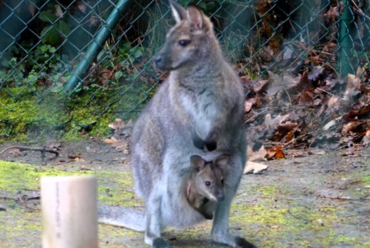 Vor ein paar Monaten trug känguru-Dame Kerstin ihr Jungtier noch im Beutel. Mittlerweile musste der Kleine das Hotel Mama verlassen. (Archivfoto. © Martina Hörle)