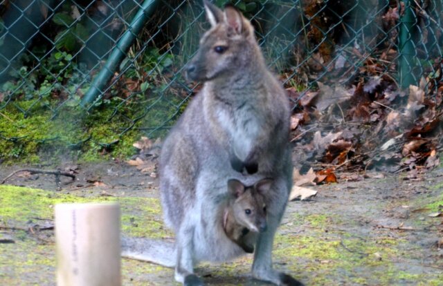 Vor ein paar Monaten trug känguru-Dame Kerstin ihr Jungtier noch im Beutel. Mittlerweile musste der Kleine das Hotel Mama verlassen. (Archivfoto. © Martina Hörle)