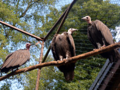 Die drei Kappengeier leben in trauter Gemeinschaft. Kappengeier sind zoologische Raritäten. (Foto: © Martina Hörle)